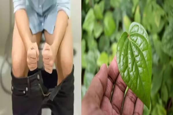 மூல நோய்க்கு அரும்மருந்தாகும் வெற்றிலை..! இப்படி சாப்பிடால் போதும்