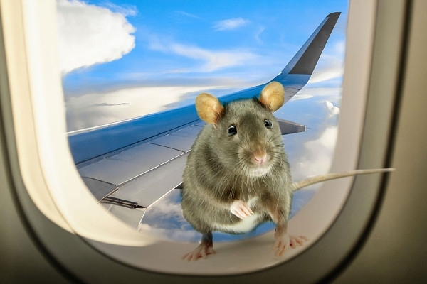 எலியால் ஶ்ரீலங்கன் விமான சேவைக்கு ஏற்பட்ட சிரமம்