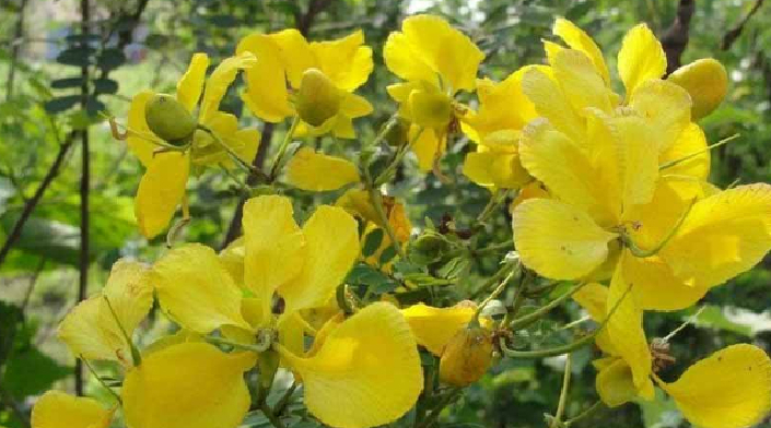 பொன் நிறத்தில் ஜொலிக்கும் ஆவாரம் பூவில் இத்தனை நன்மைகளா?