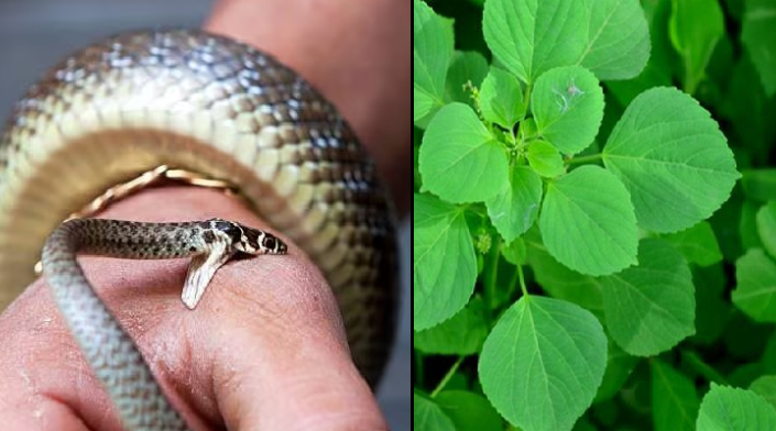 பாம்பின் விஷத்தை கூட முறிக்குமா குப்பைமேனி? அவசியம் தெரிஞ்சிக்கோங்க