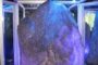 இலங்கையில் கண்டுபிடிக்கப்பட்டுள்ள பல்லாயிரங்கோடி மதிப்பிலான மிகப்பெரிய இரத்தினக்கல்