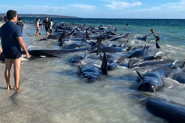 அவுஸ்திரேலியாவில் கரை ஒதுங்கிய 100ற்கும் மேற்பட்ட திமிங்கிலங்கள்