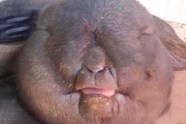 மனித முகத்துடன் பிறந்த அபூர்வ ஆட்டுக்குட்டி