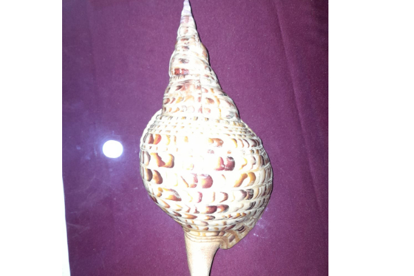 பல இலட்சம் பெறுமதியான வலம்புரி சங்குடன் சிக்கிய இளைஞன்