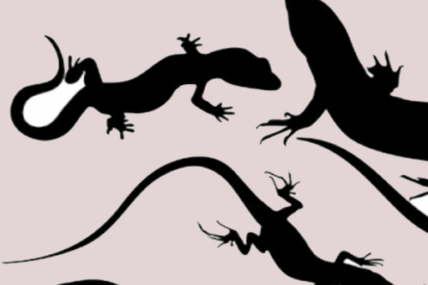 பல்லி உடலில் எங்கே விழுந்தால், என்ன பலன்? ஜோதிடம் சொல்லும் உண்மை