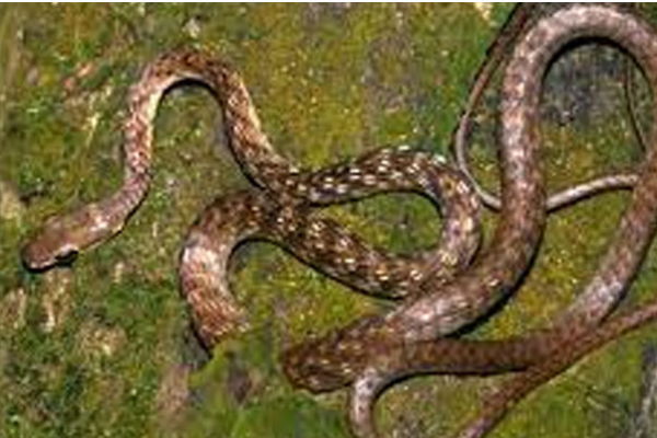 இலங்கையில் கண்டுபிடிக்கப்பட்டுள்ள புதிய இன பாம்பு