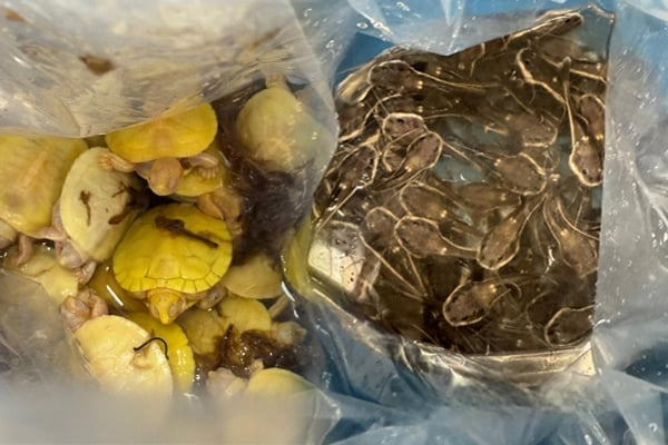 இலங்கைக்கு ஆபத்தை ஏற்படுத்த முயன்ற இளம் யுவதி உட்பட மூவர் கைது