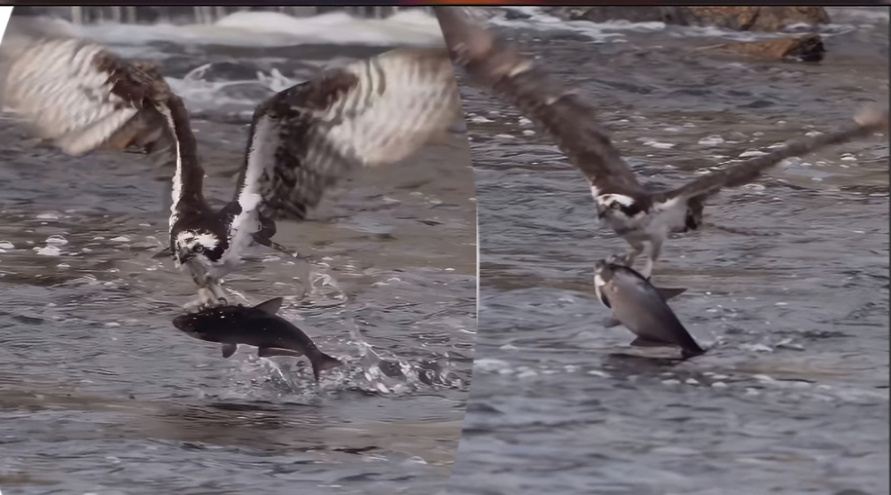 Viral Video: மிகப்பெரிய மீனை அசால்ட்டாக பிடித்துச் செல்லும் கழுகு.... சிலிர்க்க வைக்கும் காட்சி