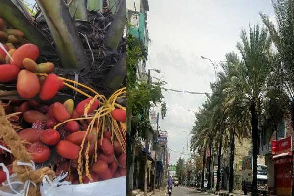 தமிழர் பகுதியில் காய்த்து குழுங்கிய பேரீச்ச மரங்கள்