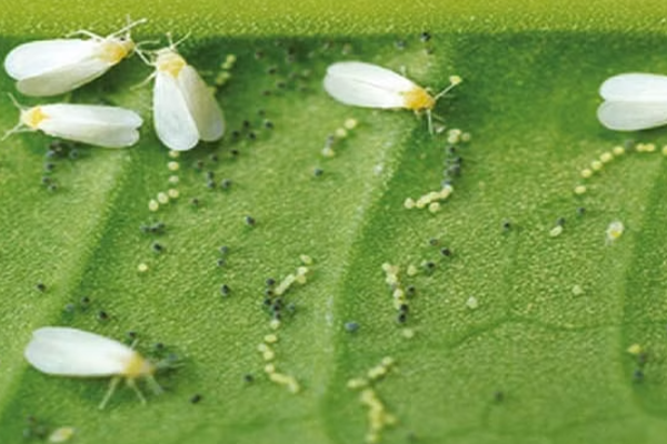 யாழில் தென்னை மரங்களுக்கு வெள்ளை ஈ பாதிப்பு ; பாதுகாப்புக்கு புதிய வேலைத்திட்டம்