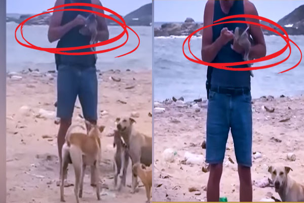 7ஆம் அறிவு திரைப்பட பாணியில் நடந்த சம்பவம் ; இலங்கையில் நாய்கள் மூலம் வைரஸ் பரப்ப முயற்சியா?