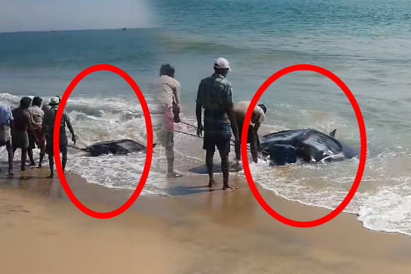 அம்பாறை மீனவர்களுக்கு கடலில் கிடைத்த அதிஸ்டம்!