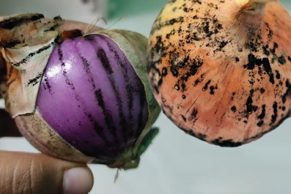 உங்க வீட்டில் வெங்காயம் இப்படி இருக்கா? ஆபத்தானது- தெரிஞ்சுக்கோங்க