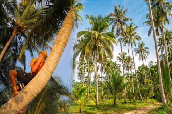 தென்னை மரத்தில் மெய் மறந்து தூங்கிய மாவட்ட அமைப்பாளர்; தேடியவர்களுக்கு திகைப்பு