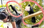 இலங்கையில் கொள்ளையில் ஈடுபடும் காகம் - மக்களுக்கு அதிர்ச்சி கொடுக்கும் செயல்கள்