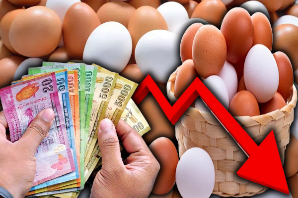 முட்டை விலை குறைப்பு தொடர்பில் வெளியான முக்கிய தகவல்