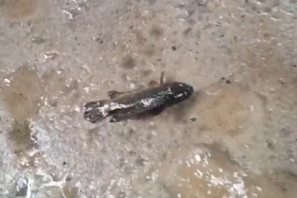 யாழில் நிகழ்ந்த அதிசயம்; மழையுடன் சேர்ந்து விழுந்த பொருட்களால் ஆச்சரியத்தில் மக்கள்