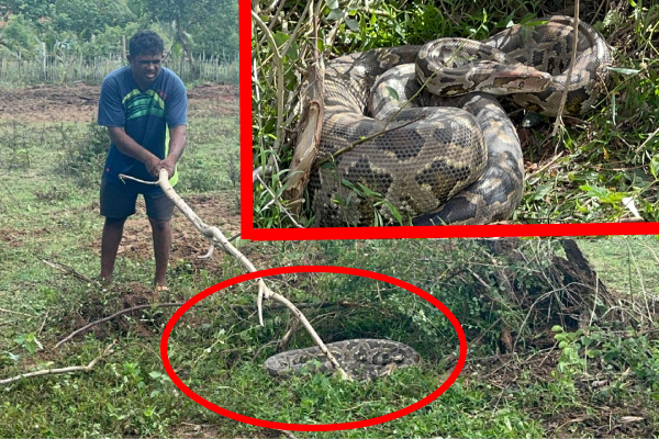 முல்லைத்தீவில் அழையா விருந்தாளியால் பரபரப்பு; மக்கள் அச்சம்!