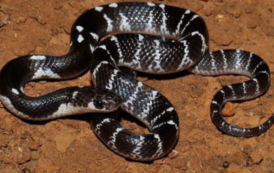 பெற்ற தந்தைக்கு இந்த நிலையா ; பாம்பை விட்டுகடிக்க வைத்த மகன்கள், காரணத்தால் அதிர்ச்சி